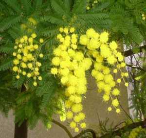 Acacia dealbata mimosa fina semillas