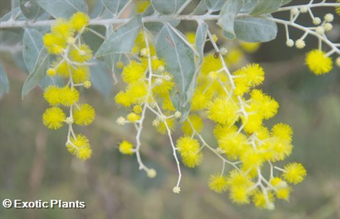 Acacia dealbata Silberakazie Samen