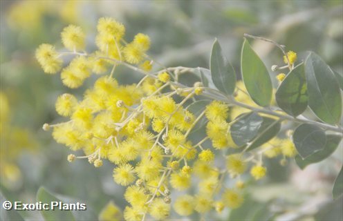 Acacia dealbata Mimosa semi