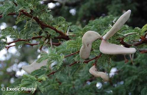 Acacia erioloba Kameldornbaum Samen