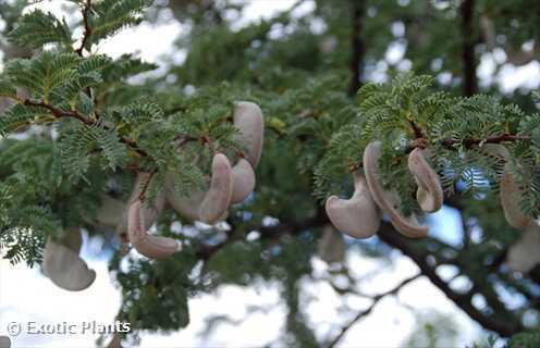 Acacia erioloba  semillas