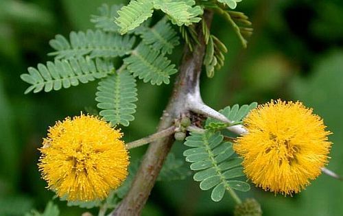 Acacia farnesiana Cassia-Blütenöl - Cassie-Strauch Samen