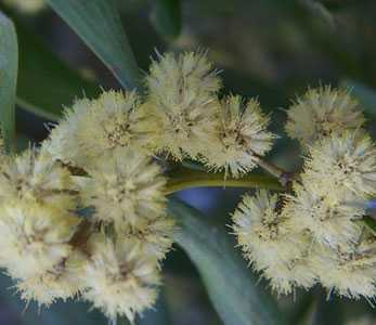 Acacia mearnsii Acacia duveteux semi