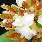 Acampe ochracea, orchid�es�