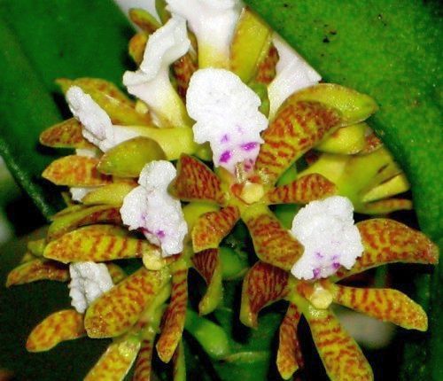 Acampe papillosa orquídea semillas