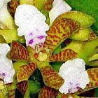 Acampe papillosa, orchid�e