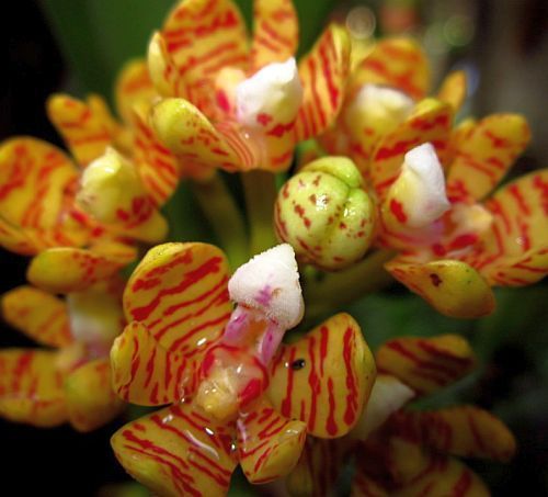 Acampe rigida orquídea semillas