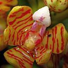 Acampe rigida, orchid�es