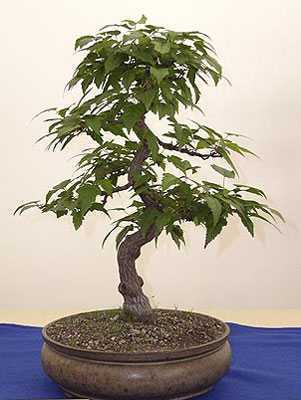 Acer ginnala Acero Amur Maple semi
