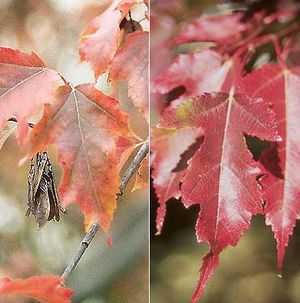 Acer ginnala Acero Amur Maple semi