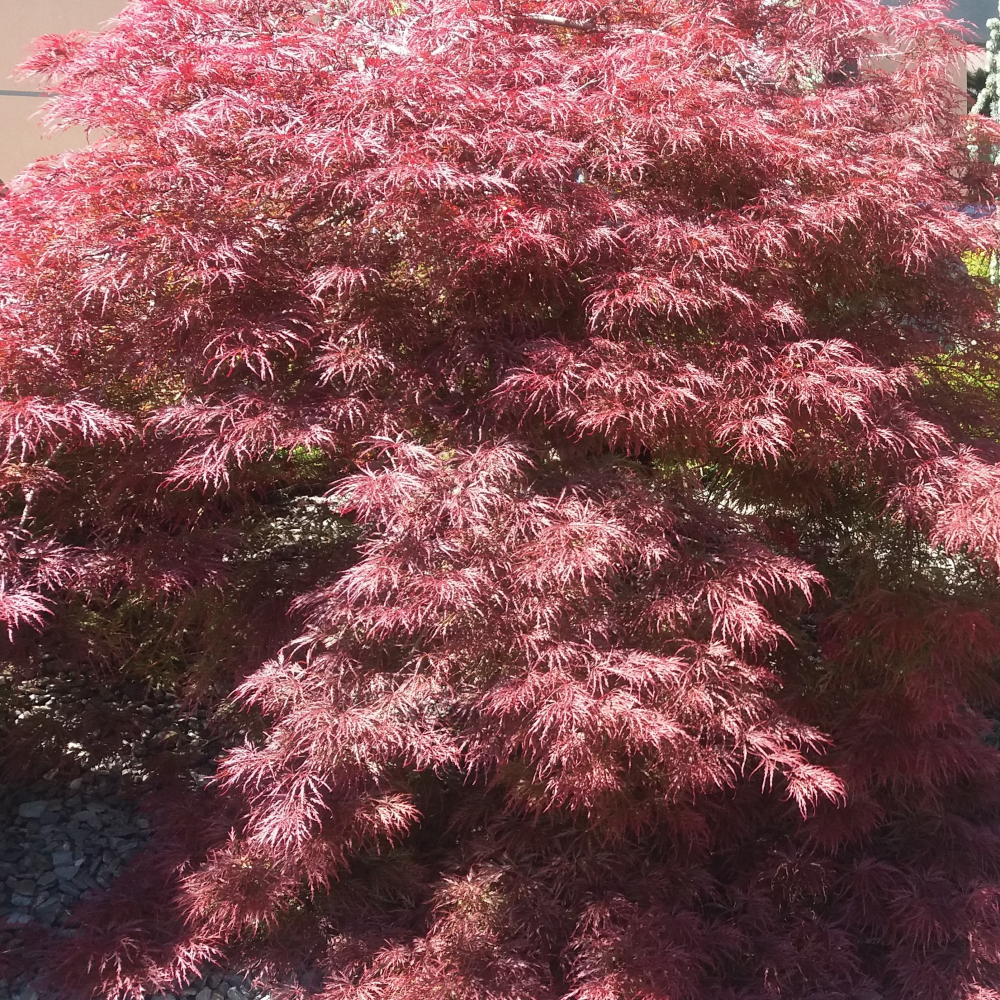 Acer palmatum Roter Fächerahorn Samen