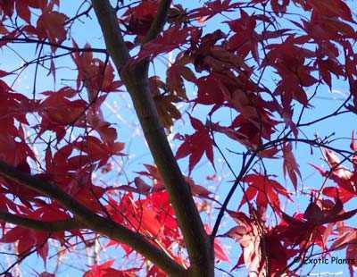 Acer palmatum Roter Fächerahorn Samen