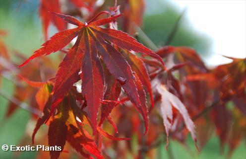 Acer palmatum Arce japonés semillas