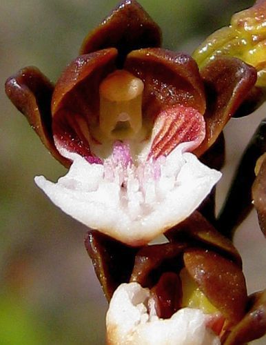 Acrolophia micrantha Acrolophia petit fleuri graines
