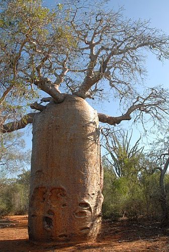 Adansonia rubrostipa Baobab - Scimmia pane d albero semi
