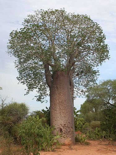 Adansonia za Baobab Za graines