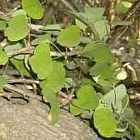 Adenia aloboensis, plante caudex