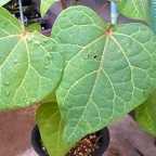 Adenia dadoseipala, plante caudex