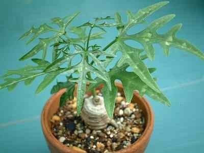 Adenia digitata plante caudex graines