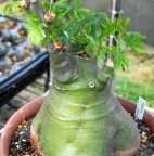 Adenia glauca, plante caudex
