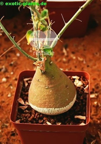 Adenia spinosa plante Caudex graines