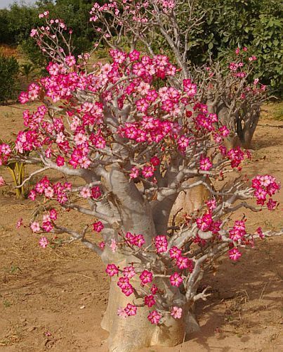 Adenium obesum Rosa del deserto – oleandro del Madagascar semi