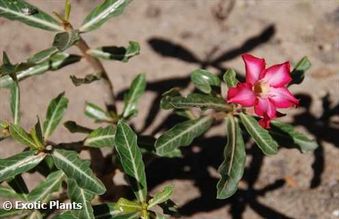 Adenium obesum Rosa del desierto - Adenio semillas