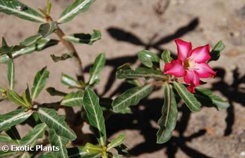 Adenium obesum rose du désert graines