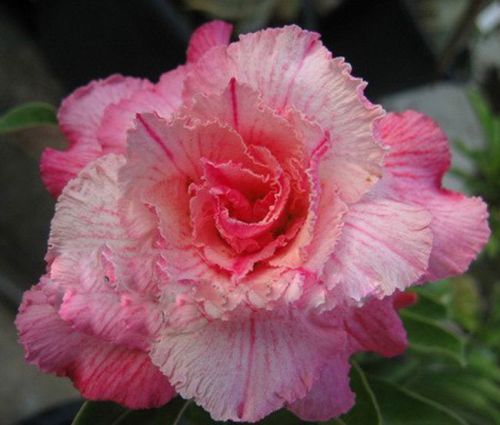 Adenium obesum Pinkpanter Rose du désert - Faux baobab graines