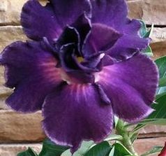 Adenium obesum Royal Purple Wüstenrose Royal Purple Samen