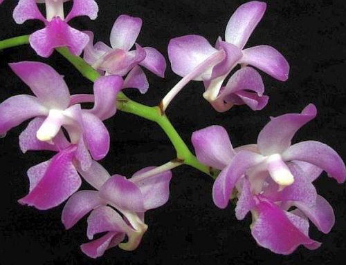 Aerides crassifolia orchidea rosa semi