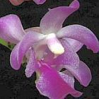 Aerides crassifolia, orchid�es