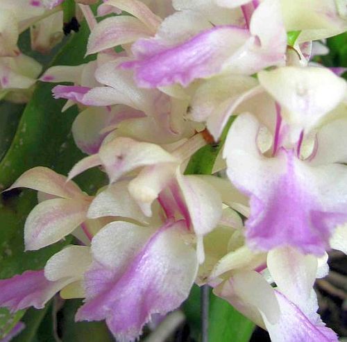 Aerides falcata Orchideen Samen