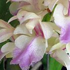Aerides falcata, orchid�es