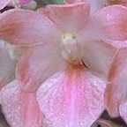 Aerides fieldingii, orchid�es