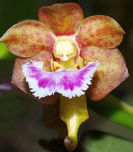Aerides flaellata Orchideen Samen