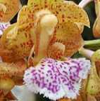 Aerides flaellata, orchid�es