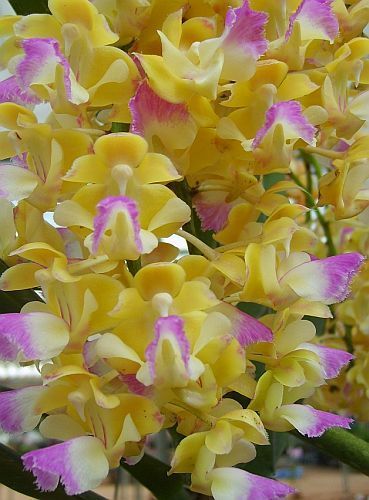 Aerides houlettiana orchidée rose graines