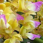 Aerides houlettiana, orchid�es
