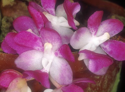 Aerides multiflora orchidea rosa semi
