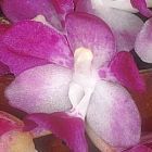 Aerides multiflora, orchid�es