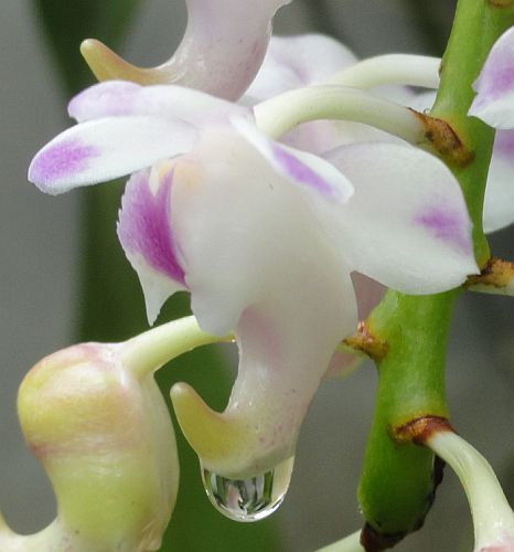 Aerides odorata orchidea rosa semi