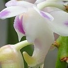 Aerides odorata, orchid�es