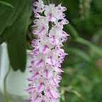 Aerides rosea, orchid�e