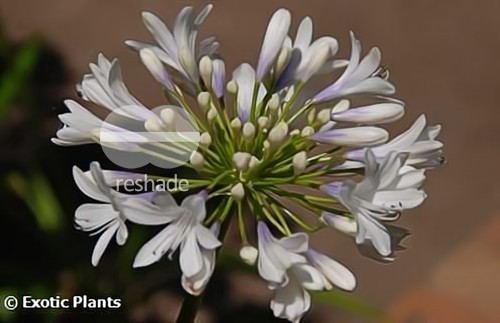 Agapanthus Selma Bock  semi