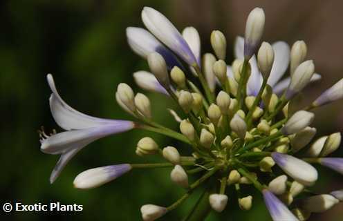 Agapanthus Selma Bock  semillas