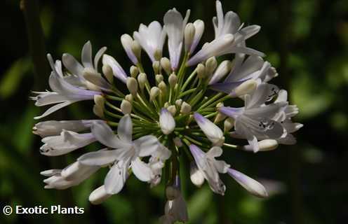 Agapanthus Selma Bock  semi