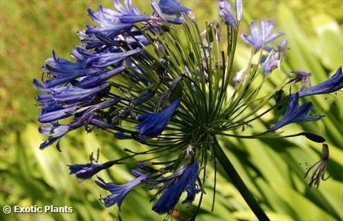 Agapanthus africanus Schmucklilie Samen