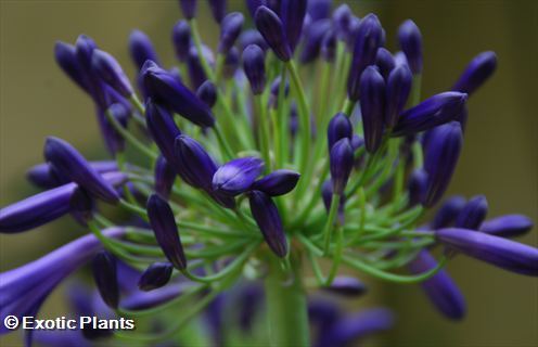 Agapanthus africanus Schmucklilie Samen