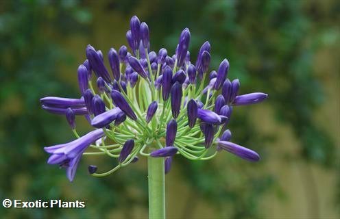 Agapanthus africanus Agapanthe africaine graines